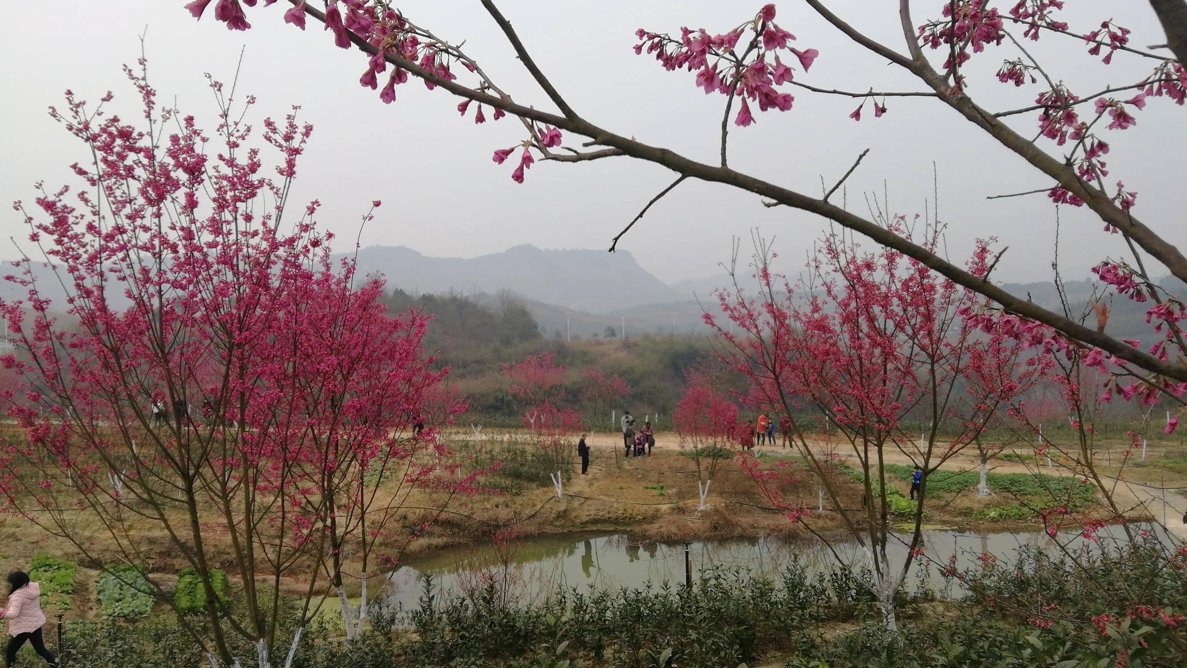 春暖花開論壇最新地址揭秘，尋找快樂與友情的秘密花園