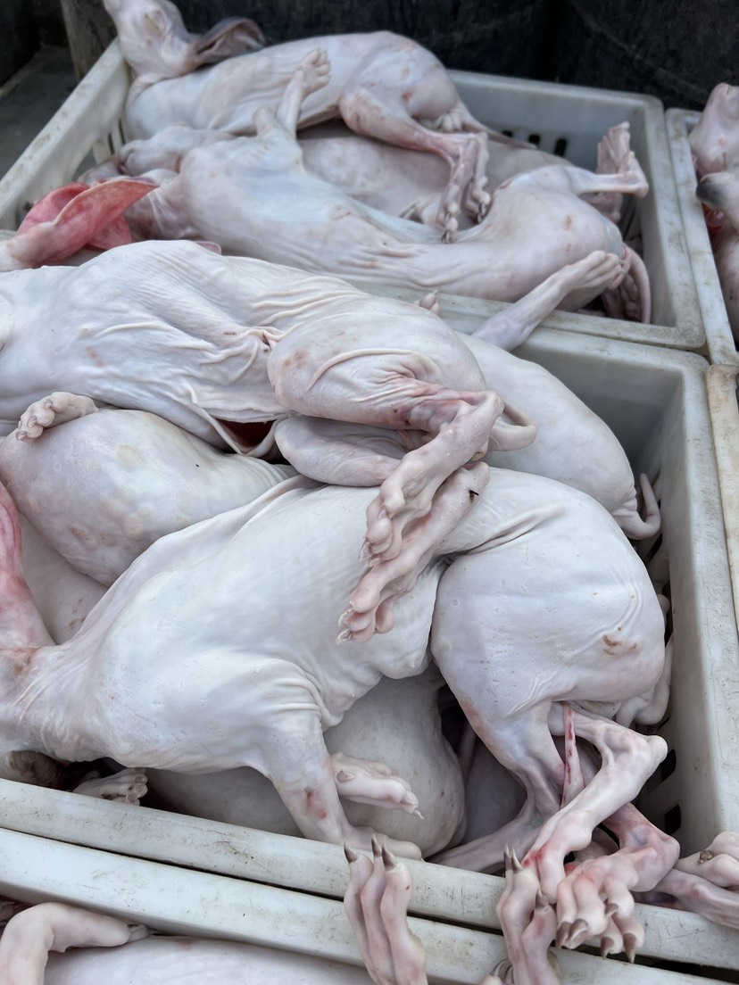 兔肉最新價(jià)格，科技與生活交織的完美融合趨勢