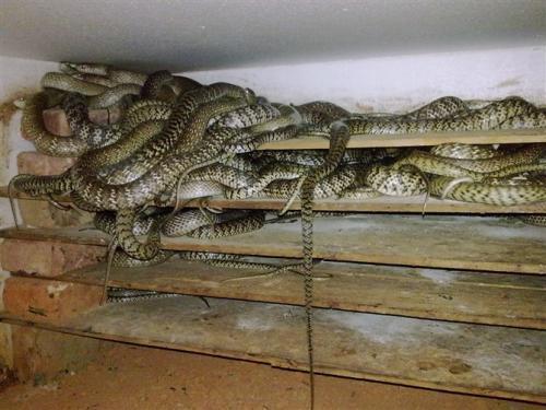 養(yǎng)殖水律蛇最新方法與技巧