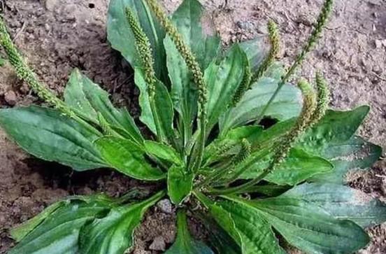 開啟養(yǎng)殖致富之路，最新賺錢養(yǎng)殖方法與學習變化的力量