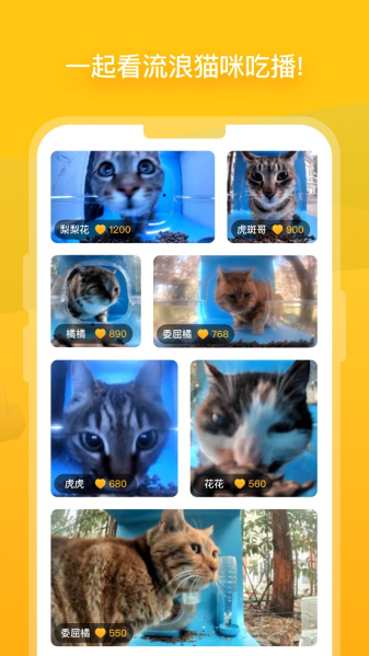 貓咪最新版本2025，探索小巷中的特色貓咪小店